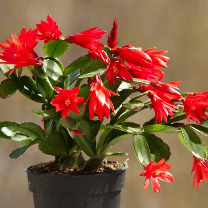 Red Schlumbergera Flower seeds for Planting - Long Bloom Season, Heirloom & GMO Free Seeds for Home Garden