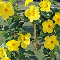 Heirloom Yellow Mandevilla Sanderi Flower seeds for Planting - Shade Tolerant, Heirloom & GMO Free Seeds for Home Garden
