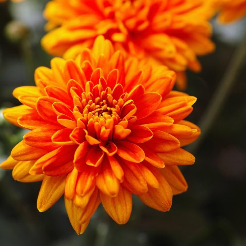 Orange Chrysanthemum Flower seeds for Planting - Hardy Variety, Heirloom & GMO Free Seeds for Home Garden