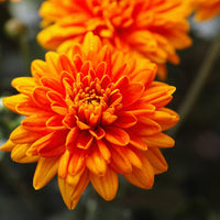 Orange Chrysanthemum Flower seeds for Planting - Hardy Variety, Heirloom & GMO Free Seeds for Home Garden