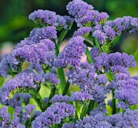 Statice Blue River Flower seeds for Planting - Drought Tolerant, Heirloom & GMO Free Seeds for Home Garden