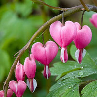Asian Pink Bleeding Heart or Dicentra spectabilis Flower seeds for Planting - Fragrant Blossoms, Heirloom & GMO Free Seeds for Home Garden