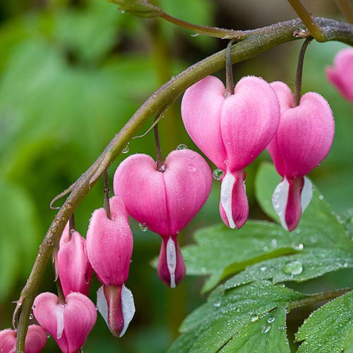 Bleeding Heart Flower seeds for Planting Wildflower Mix Heirloom & GMO Free Seeds for Home Garden 
 
 Sale