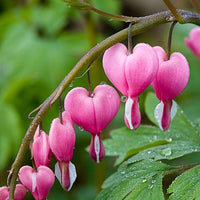 Bleeding Heart Flower seeds for Planting Wildflower Mix Heirloom & GMO Free Seeds for Home Garden 
 
 Sale