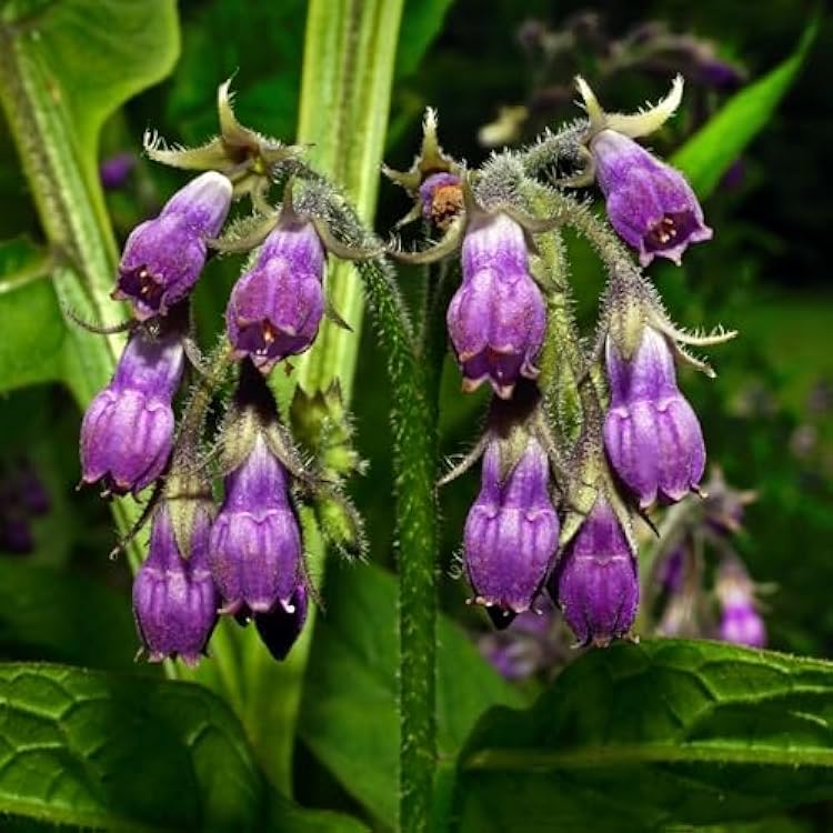 Symphytum Flower seeds for Planting Long Bloom Season Heirloom & GMO Free Seeds for Home Garden 
 
 Sale
