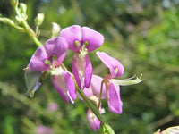 Pink Desmodium Flower seeds for Planting - Vibrant Colors, Heirloom & GMO Free Seeds for Home Garden