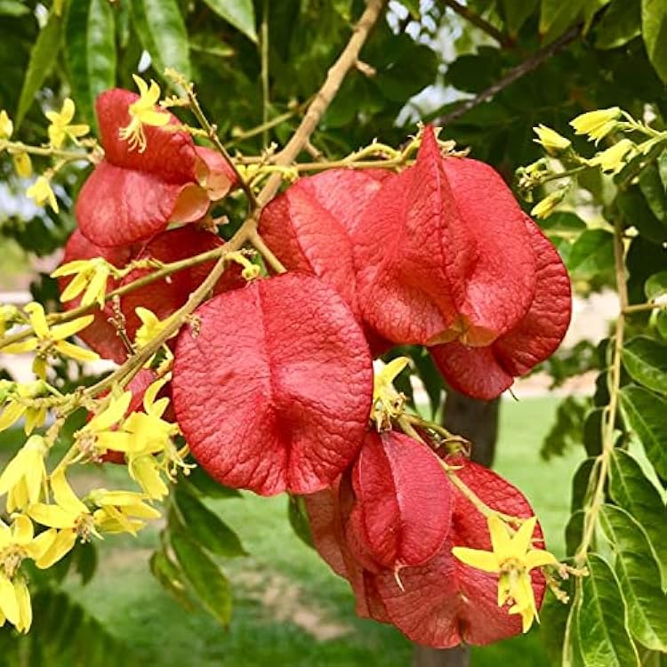 Red Koelreuteria Flower Seeds - Easy Planting for Vibrant Gardens