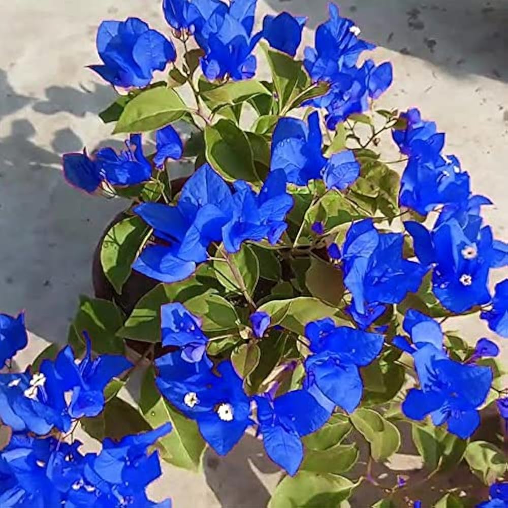 Blue Spectabilis Flower Seeds for Planting  Vibrant Blooms for Your Garden