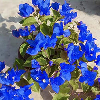 Blue Spectabilis Flower Seeds for Planting  Vibrant Blooms for Your Garden