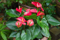 Anthurium Andraeanu Seeds for Planting home garden flower bed