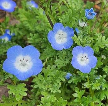 Light Blue Nezabudka Flower Seeds for Planting Bright Blooms Heirloom & GMO Free Seeds for Home Garden
 
 Sale