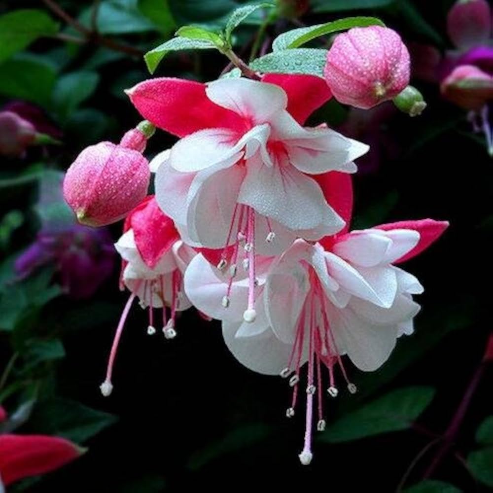 Fuchsia Lantern Flower Seeds for Unique, Hanging Garden Blooms