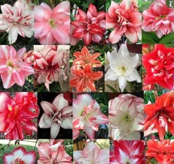 Hippeastrum Rutilum Mixed Flower seeds for Planting - Shade Tolerant, Heirloom & GMO Free Seeds for Home Garden