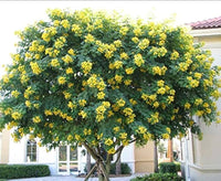 Cassia Glauca Scrambled Egg Bush Yellow Flowers Seeds
