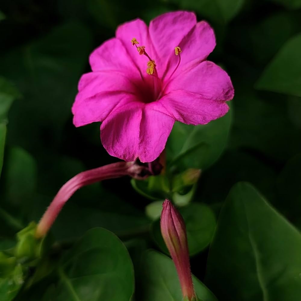 Four O'Clock Flower Seeds for Colorful Afternoon Blooming