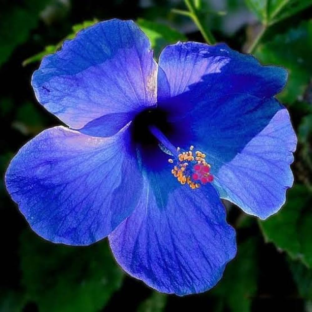 Hibiscus Dark Blue Flower seeds for Planting - Garden Favorite, Heirloom & GMO Free Seeds for Home Garden