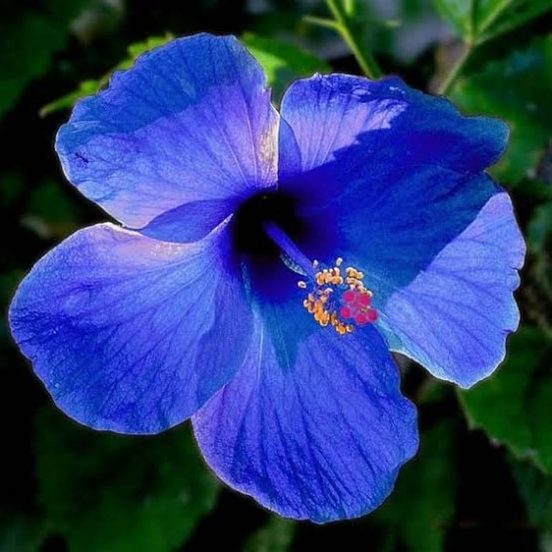 Hibiscus Dark Blue Flower seeds for Planting - Garden Favorite, Heirloom & GMO Free Seeds for Home Garden