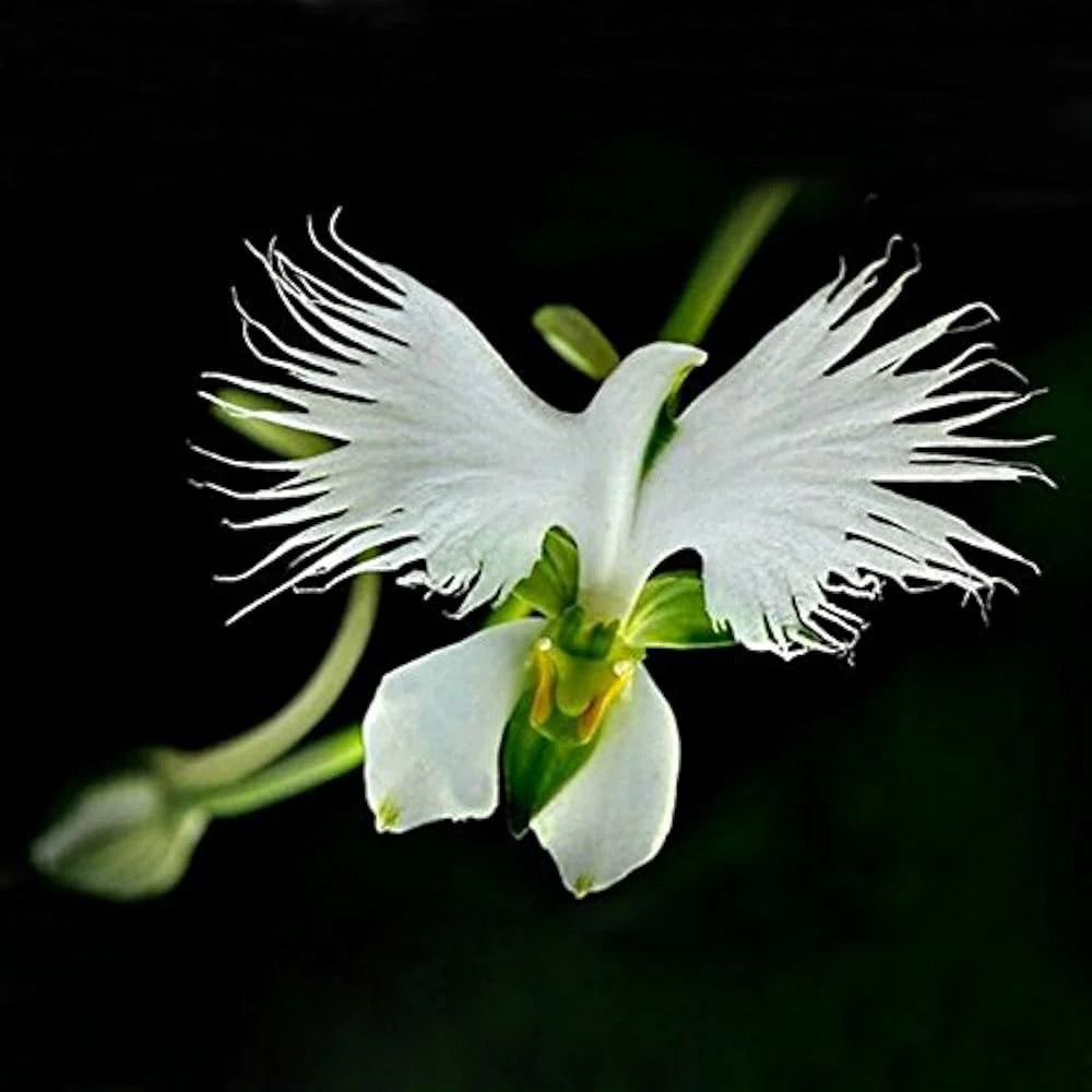 White Orchid Garden Terrace Flower seeds for Planting - Cut Flower Favorite, Heirloom & GMO Free Seeds for Home Garden