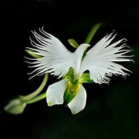 White Orchid Garden Terrace Flower seeds for Planting - Cut Flower Favorite, Heirloom & GMO Free Seeds for Home Garden