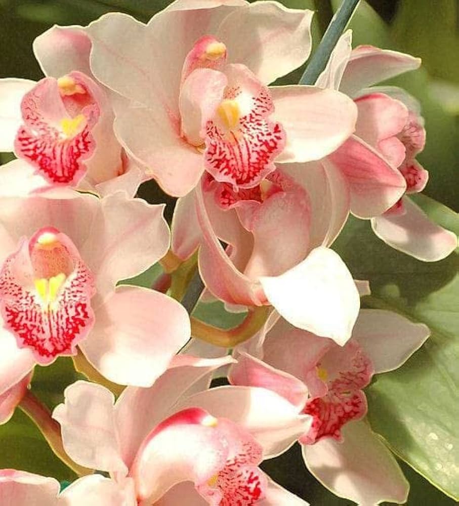 Pale Pink Orchid Flower seeds for Planting Wildflower Mix Heirloom & GMO Free Seeds for Home Garden