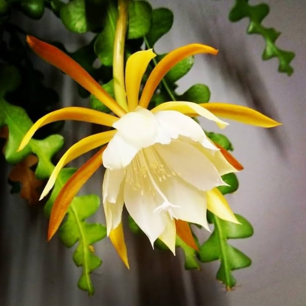 Yellow White Epiphyllum Flower seeds for Planting Hardy Variety Heirloom & GMO Free Seeds for Home Garden