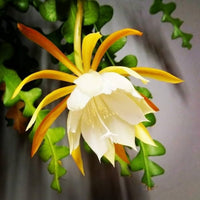 Yellow White Epiphyllum Flower seeds for Planting Hardy Variety Heirloom & GMO Free Seeds for Home Garden