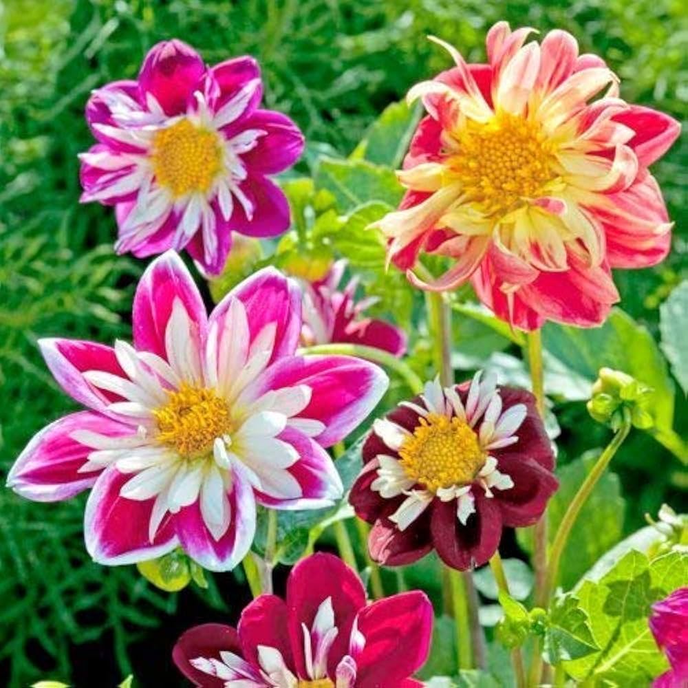 Dahlia Flower seeds for Planting Low Maintenance Heirloom & GMO Free Seeds for Home Garden