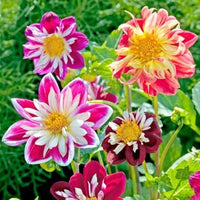 Dahlia Flower seeds for Planting Low Maintenance Heirloom & GMO Free Seeds for Home Garden