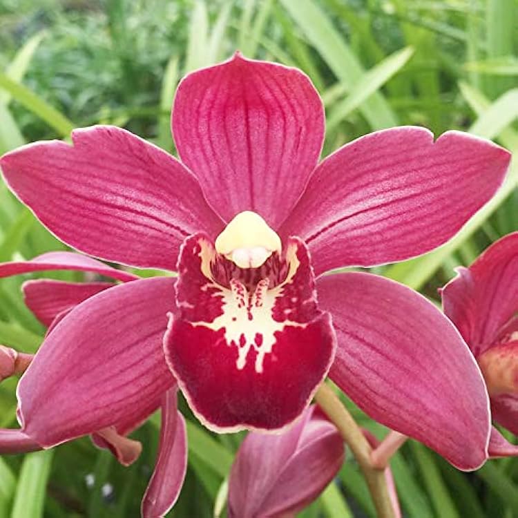 Burgundy Cymbidium Orchid Flower seeds for Planting Cottage Garden Essential Heirloom & GMO Free Seeds for Home Garden 
 
 Sale