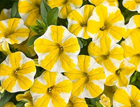 Yellow Double Petunia Flower Seeds for Planting Heirloom NONGMO Beautiful Garden Blooms Premium Quality 
 
 Sale