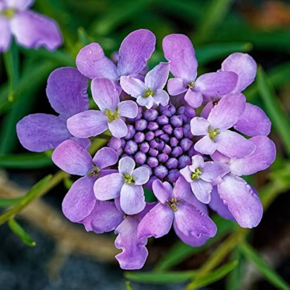Mixed Candytuft Flower Seeds Collection for Planting