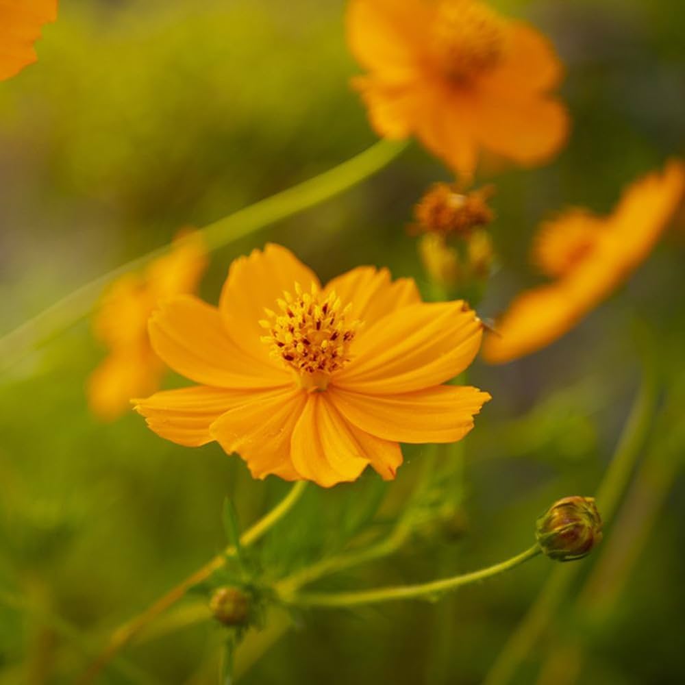 Aster Callistephus Chinensis Flower Seeds