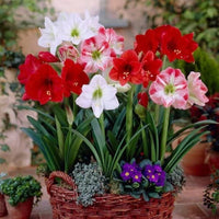 Hippeastrum Flower seeds for Planting - Wildflower Mix, Heirloom & GMO Free Seeds for Home Garden