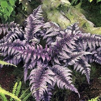Light Violet Fern Pteridophyta Seeds for Planting Cottage Garden Essential Heirloom & GMO Free Seeds for Home Garden
 
 Sale