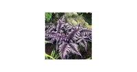 Light Violet Fern Pteridophyta Seeds for Planting Cottage Garden Essential Heirloom & GMO Free Seeds for Home Garden
 
 Sale