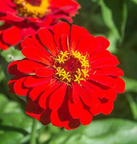 Light Red Zinnia Flower seeds for Planting Seasonal Bloomer Heirloom & GMO Free Seeds for Home Garden