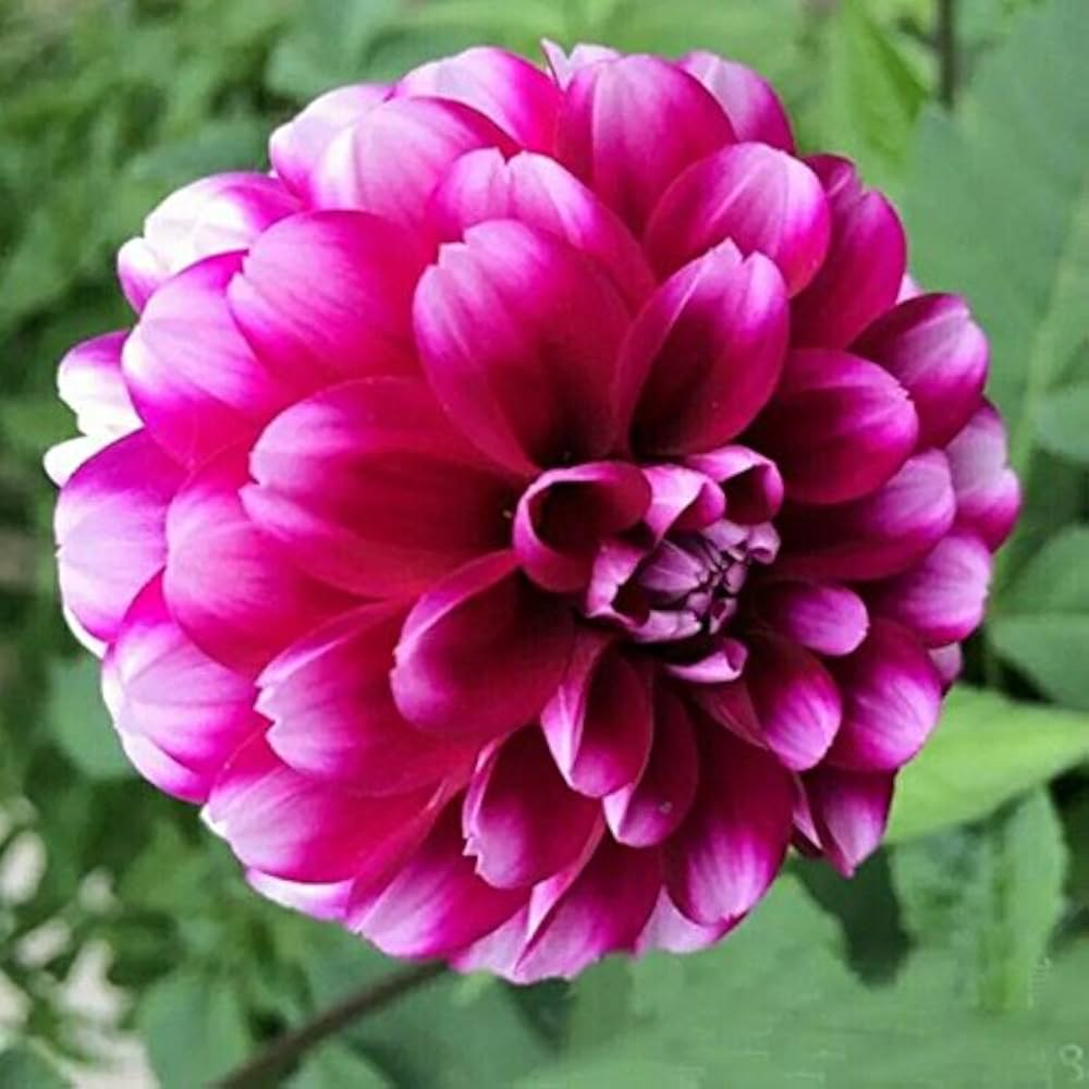 Pink Two Color Dahlia Flower Seeds for Planting Compact Growth Heirloom & GMO Free Seeds for Home Garden
 
 Sale