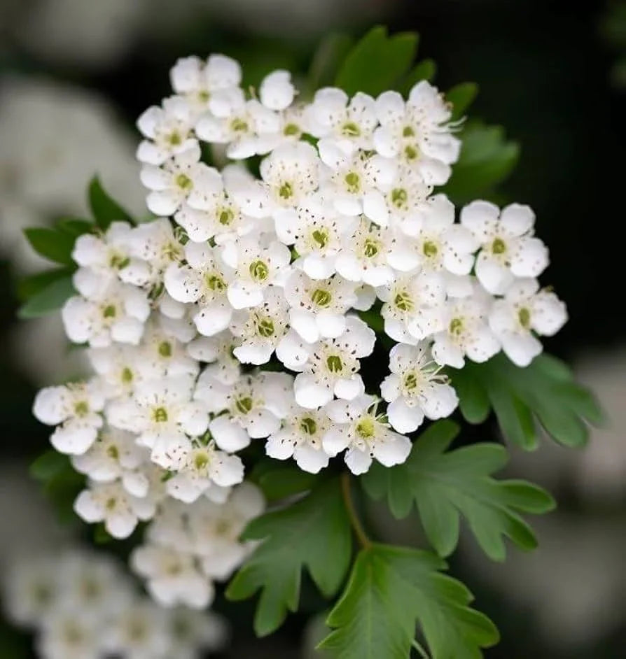 White Crataegus Flower Seeds for planting