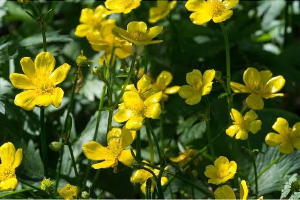 Early Buttercup Native Wildflower Seeds for Pollinator-Friendly Gardens