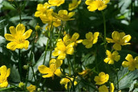 Early Buttercup Native Wildflower Seeds for Pollinator-Friendly Gardens