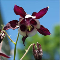 William Guinness Columbine European Wildflower Seeds for Planting garden