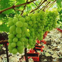 Grow Seedless Grapes: Quality Seeds for Planting
