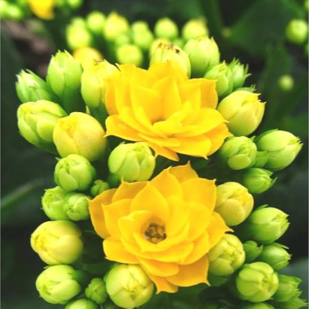 Yellow Kalanchoe Flower seeds for Planting Seasonal Bloomer Heirloom & GMO Free Seeds for Home Garden 
 
 Sale