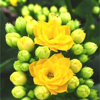 Yellow Kalanchoe Flower seeds for Planting Seasonal Bloomer Heirloom & GMO Free Seeds for Home Garden 
 
 Sale