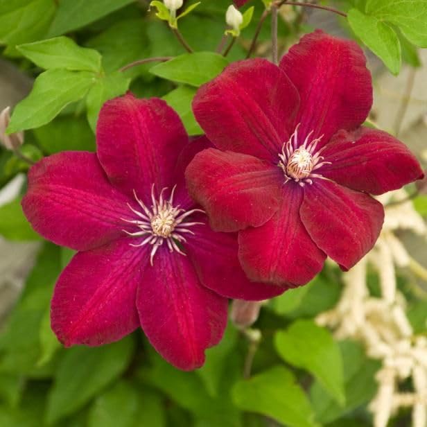 Light Red Clematis Flower seeds for Planting Bright Blooms Heirloom & GMO Free Seeds for Home Garden