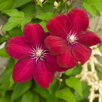 Light Red Clematis Flower seeds for Planting Bright Blooms Heirloom & GMO Free Seeds for Home Garden