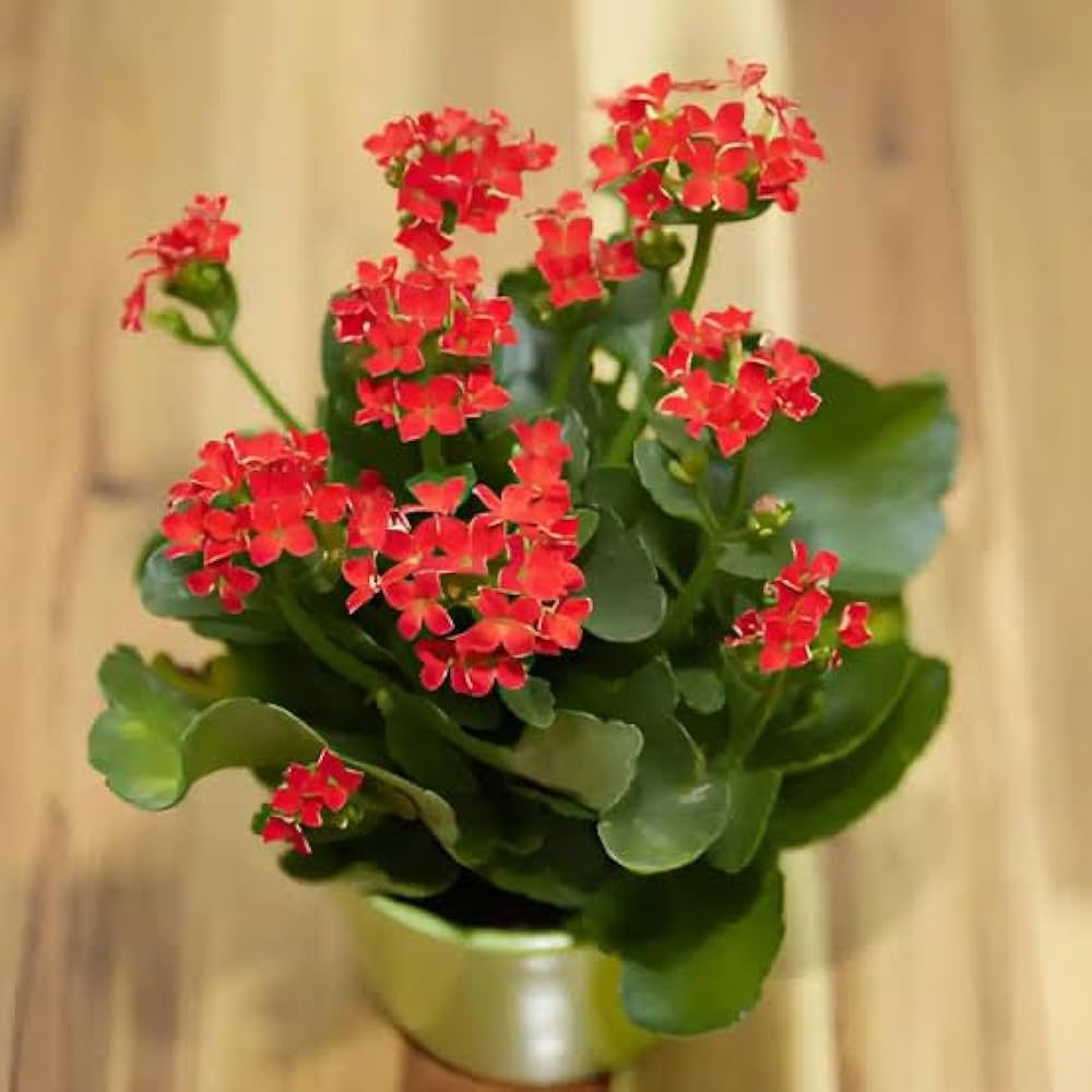 Kalanchoe Flower Seeds for Colorful, Low-Maintenance Garden Plants