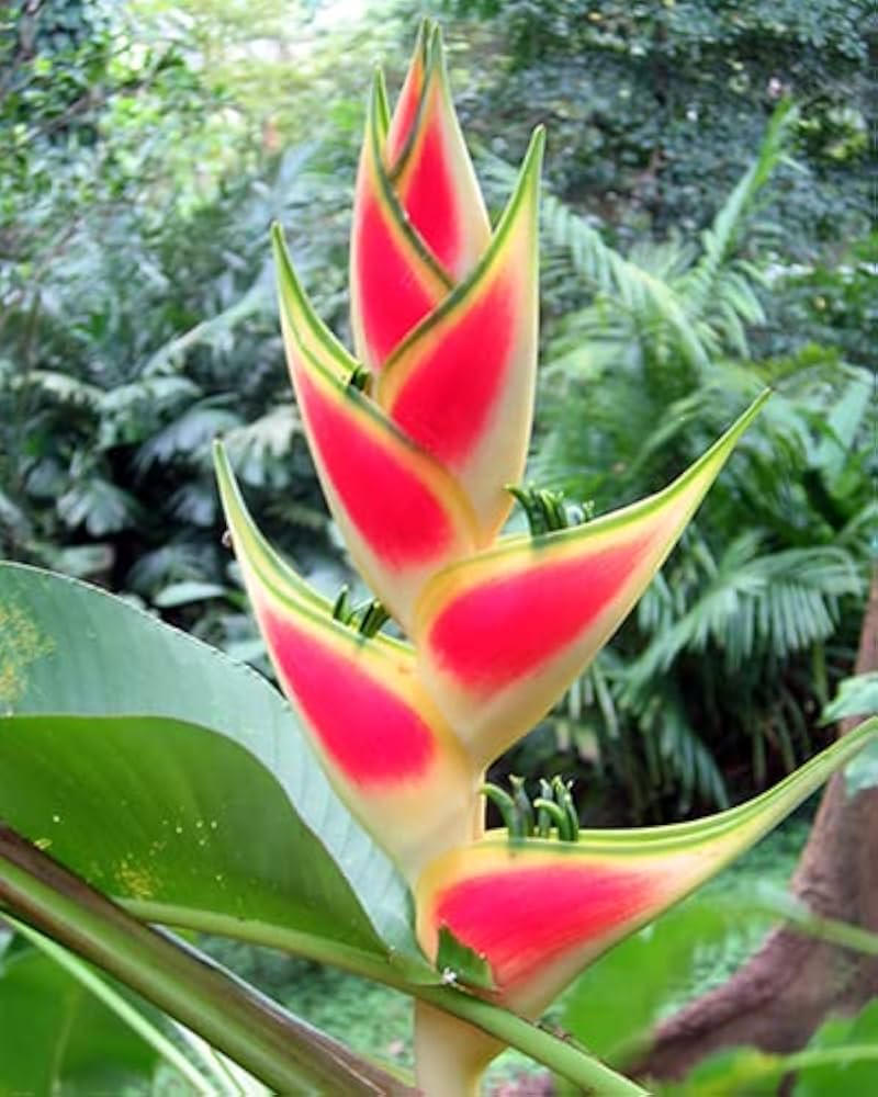 Heliconia Wagneriana Flower seeds for Planting - Cut Flower Favorite, Heirloom & GMO Free Seeds for Home Garden