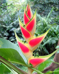Heliconia Wagneriana Flower seeds for Planting - Cut Flower Favorite, Heirloom & GMO Free Seeds for Home Garden