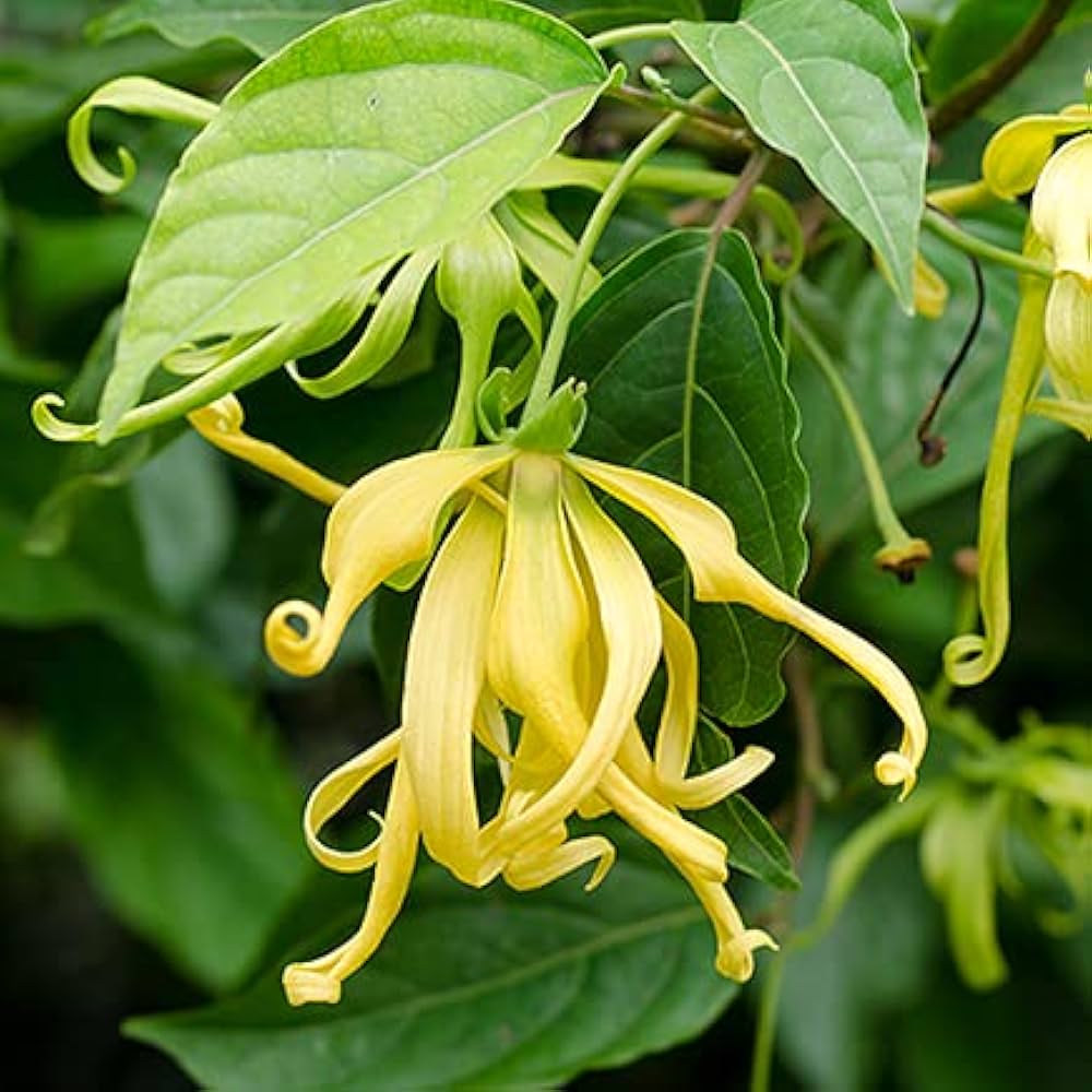 Odorata Flower seeds for Planting - Cut Flower Favorite, Heirloom & GMO Free Seeds for Home Garden
 
 Sale